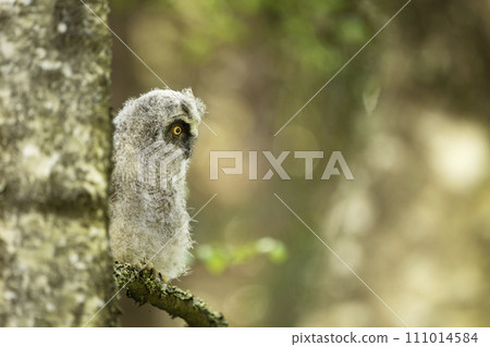 Young owl in spring forest, green leaves. Long-eared Owl nesting on the branch during springtime. Wildlife scene from nature, Czech republic Young owl in spring forest, green leaves. Long-eared Owl nesting on the branch during springtime. Wildlife scene from nature, Czech republic 111014584