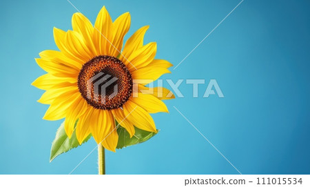 AI-generated content. Single sunflower blue color background. Generative AI AI-generated content. Single sunflower blue color background. Generative AI 111015534