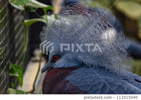 Majestic Western Crowned Pigeon Perched Serenely at a Bird Sanctuary During Daytime 111015640