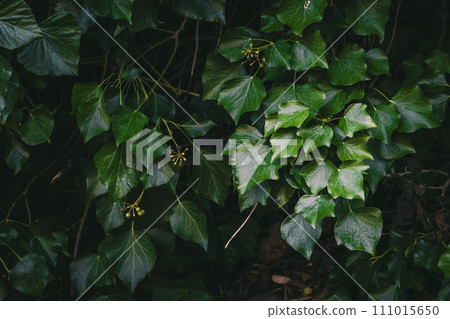 Lush Green Ivy Leaves Covering a Wall in Dim Natural Light Lush Green Ivy Leaves Covering a Wall in Dim Natural Light 111015650