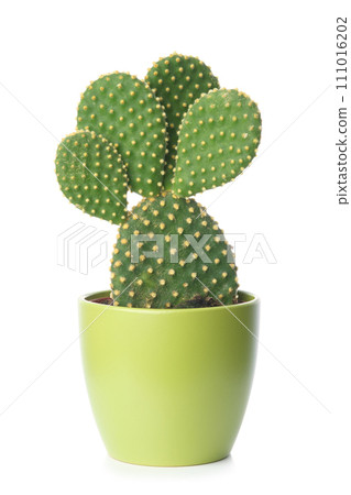 Prickly pear, opuntia cactus in a green pot on a white background. Prickly pear, opuntia cactus in a green pot on a white background. 111016202