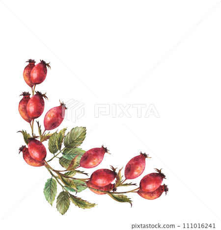 Branch of wild rosehips with red briar fruits, dog rose with green leaves Semicircular frame. Hand drawn watercolor illustration for label print, logo, card design Clipart isolated on white background Branch of wild rosehips with red briar fruits, dog rose with green leaves Semicircular frame. Hand drawn watercolor illustration for label print, logo, card design Clipart isolated on white background 111016241