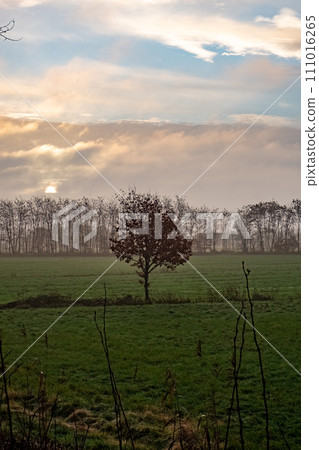 Solitary Tree at Dawn 111016265