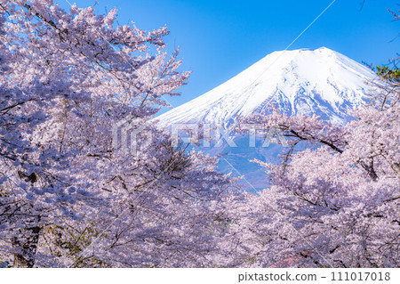 [Spring material] Cherry blossoms in Oshino Village and Mt. Fuji [Yamanashi Prefecture] 111017018