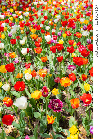 [Flower material] A field of tulips [Nagano Prefecture] 111017157