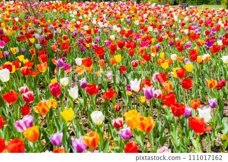 [花材]鬱金香田[長野縣] 111017162