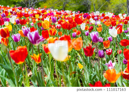 [花材]鬱金香田[長野縣] 111017163