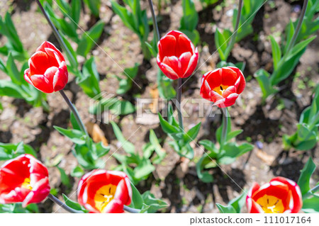 [花材]鬱金香田[長野縣] 111017164