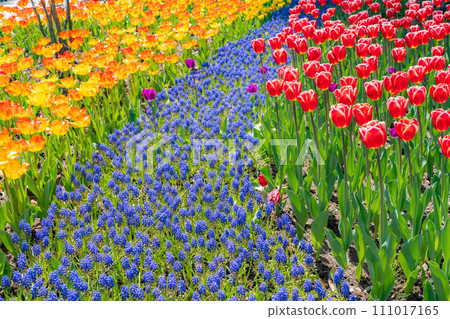 [Flower material] A field of tulips [Nagano Prefecture] 111017165