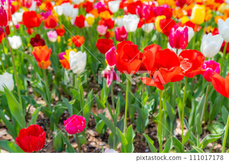 [Flower material] A field of tulips [Nagano Prefecture] 111017178