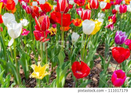 [Flower material] A field of tulips [Nagano Prefecture] 111017179