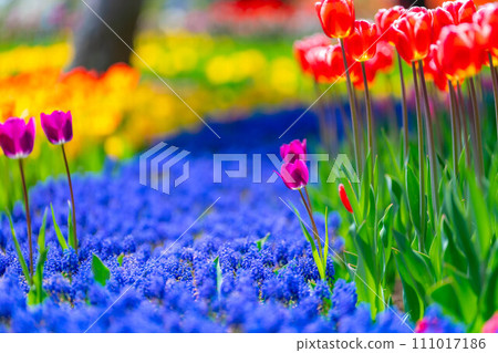 [Flower material] A field of tulips [Nagano Prefecture] 111017186