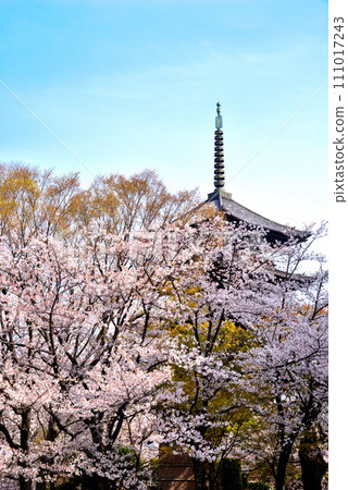 Blooming cherry blossoms and five-storied pagoda at Toji Temple (World Heritage Site), Kyoto City 111017243