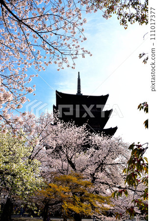 Blooming cherry blossoms and five-storied pagoda at Toji Temple (World Heritage Site), Kyoto City Blooming cherry blossoms and five-storied pagoda at Toji Temple (World Heritage Site), Kyoto City 111017377
