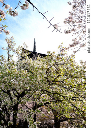 Blooming cherry blossoms and five-storied pagoda at Toji Temple (World Heritage Site), Kyoto City Blooming cherry blossoms and five-storied pagoda at Toji Temple (World Heritage Site), Kyoto City 111017381