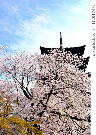 京都市東寺(世界遺產)盛開的櫻花和五層寶塔 京都市東寺(世界遺產)盛開的櫻花和五層寶塔 111017473