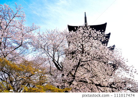 京都市東寺（世界遺產）盛開的櫻花和五層寶塔 111017474
