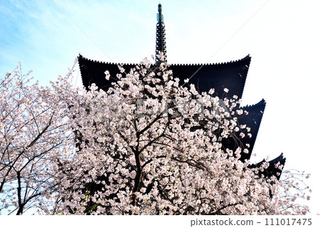 京都市東寺(世界遺產)盛開的櫻花和五層寶塔 京都市東寺(世界遺產)盛開的櫻花和五層寶塔 111017475