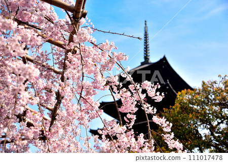 京都市東寺(世界遺產)的垂枝櫻花和五層塔盛開 京都市東寺(世界遺產)的垂枝櫻花和五層塔盛開 111017478
