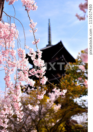 京都市東寺（世界遺產）的垂枝櫻花和五層塔盛開 111017480
