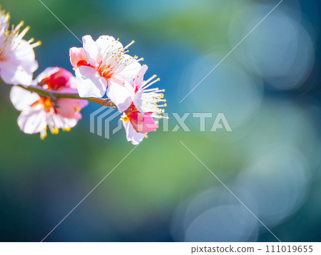 早春梅花盛開 111019655
