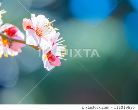 早春梅花盛開 111019656
