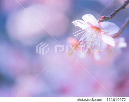 早春梅花盛開 111019672