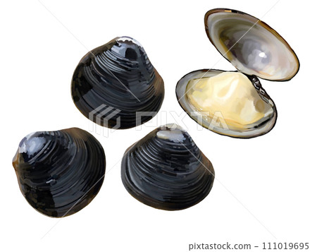 Freshwater clams (3 pieces and spread) 111019695