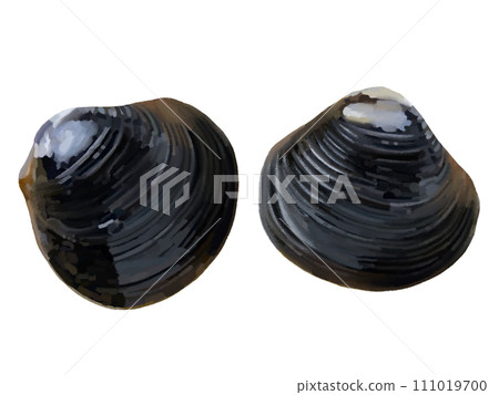 Freshwater clams (2 pieces) Freshwater clams (2 pieces) 111019700