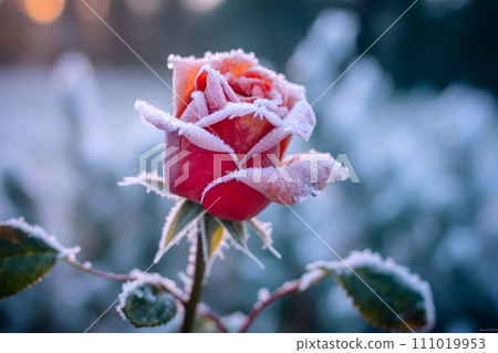 冷凍玫瑰花 10 張 AI 產生的影像 111019953