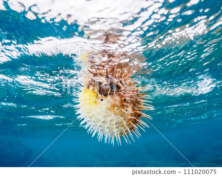 A beautiful porcupine fish (family Porcupineidae) floating on the water surface of Hirizo Beach. Crossed from Nakagi, Minamiizu Town, Kamo District, Izu Peninsula, Shizuoka Prefecture. A beautiful porcupine fish (family Porcupineidae) floating on the water surface of Hirizo Beach. Crossed from Nakagi, Minamiizu Town, Kamo District, Izu Peninsula, Shizuoka Prefecture. 111020075