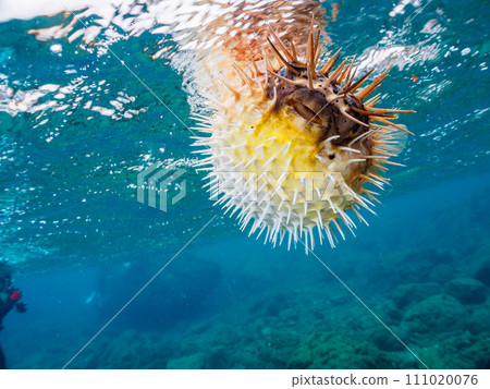 A beautiful porcupine fish (family Porcupineidae) floating on the water surface of Hirizo Beach. Crossed from Nakagi, Minamiizu Town, Kamo District, Izu Peninsula, Shizuoka Prefecture. 111020076
