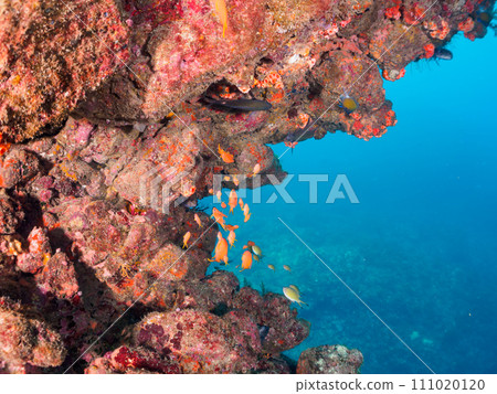 Hirizo 海灘的落腳處，一群美麗的金鰭雀鯛（Anninae 亞科）、雀鯛（雀鯛科）和其他魚群 111020120