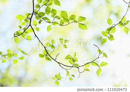 Fresh green nature image material 111020473