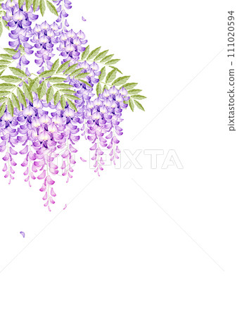 Wisteria flower background frame watercolor illustration 111020594