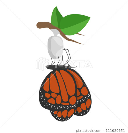 3D Isometric Flat Vector Illustration of Butterfly Metamorphosis. Item 1 111020651