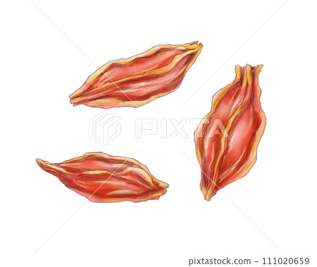 Watercolor illustration set of dried beard fruit 111020659