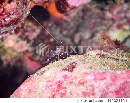 A beautiful trout being cleaned by Clear Cleaner Shrimp (Taniidae) in an underwater cave at Hirizo Beach. 111021134