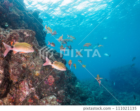 Hirizo 海灘上美麗的日本 porgies（Prunidae）和 Prunus elegans（Apicaceae）群。靜岡縣伊豆半島加茂郡南部 111021135