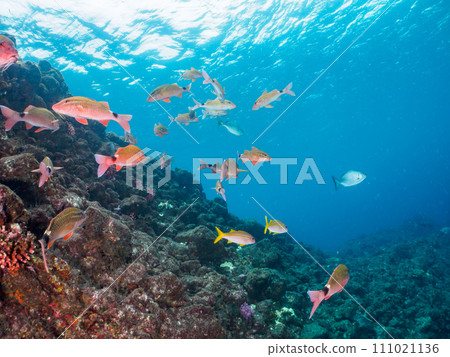 Hirizo 海灘上美麗的日本 porgies（Prunidae）和 Prunus elegans（Apicaceae）群。靜岡縣伊豆半島加茂郡南部 111021136