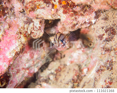 Hirizo 海灘上美麗的巨型沙丁魚(Adelidae 科)。從靜岡縣伊豆半島加茂郡南伊豆町中木搭乘渡輪 Hirizo 海灘上美麗的巨型沙丁魚(Adelidae 科)。從靜岡縣伊豆半島加茂郡南伊豆町中木搭乘渡輪 111021168