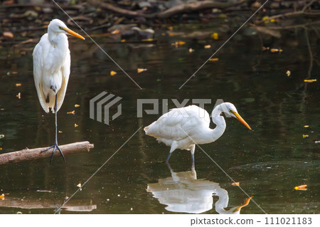 A beautiful great egret (Heronidae). At Tokyo Port Wild Bird Park, Ota Ward, Tokyo, Japan. Photographed on October 14, 2023. A beautiful great egret (Heronidae). At Tokyo Port Wild Bird Park, Ota Ward, Tokyo, Japan. Photographed on October 14, 2023. 111021183