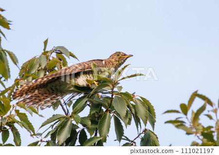 Beautiful red cuckoo (Cuckooidae). At Tokyo Port Wild Bird Park, Ota Ward, Tokyo, Japan. October 14, 2023 111021197