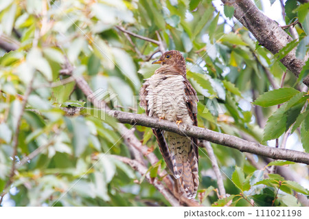 Beautiful red cuckoo (Cuckooidae). At Tokyo Port Wild Bird Park, Ota Ward, Tokyo, Japan. October 14, 2023 111021198