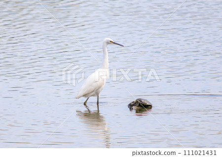 Beautiful little egret (Heronidae) and turtle. At Tokyo Port Wild Bird Park, Ota Ward, Tokyo, Japan. Taken on October 14, 2023 111021431
