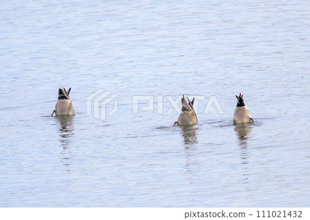 The butt of a beautiful shovel duck (Anseriidae) near the water. At Tokyo Port Wild Bird Park, Ota Ward, Tokyo, Japan. 2023 111021432