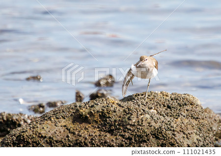 一隻美麗的鷸（Liberidae）正在整理它的羽毛。位於日本東京大田區東京港野鳥公園。 2023年10 111021435