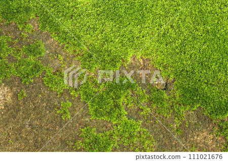 Closeup of fresh green moss on stone wall for background and design art work. Closeup of fresh green moss on stone wall for background and design art work. 111021676