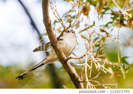 A fluffy and cute long-tailed tit (family Long-tailed tit). At Tokyo Port Wild Bird Park, Ota Ward, Tokyo, Japan. October 1, 2023 111021743