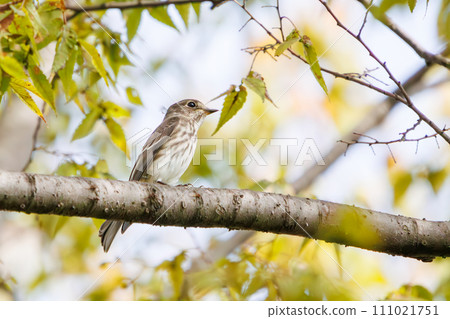 Cute flycatcher (flycatcher). At Tokyo Port Wild Bird Park, Ota Ward, Tokyo, Japan. Taken on October 14, 2023 111021751